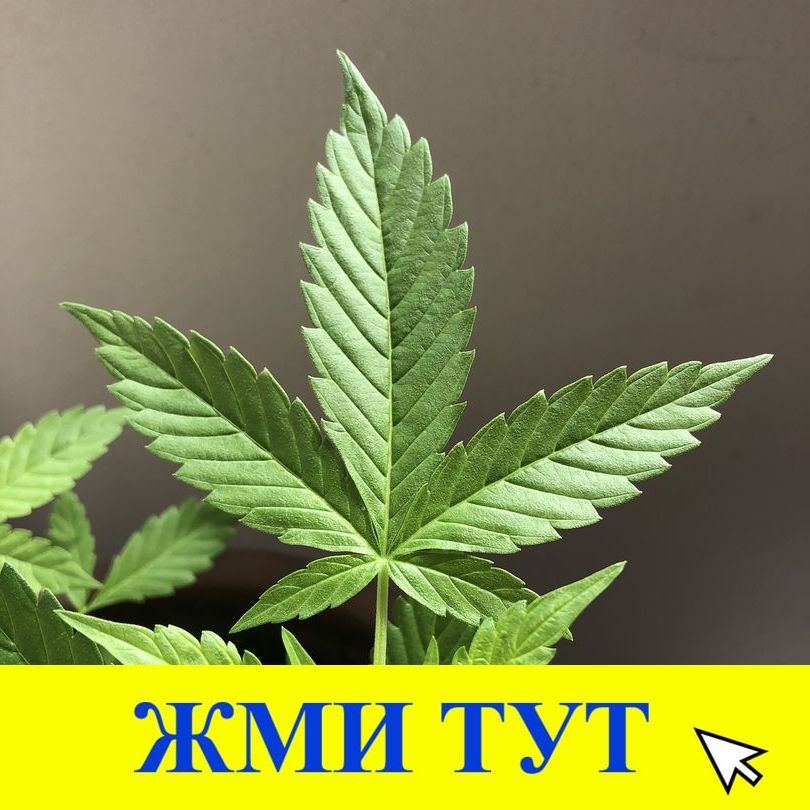 Купить наркотики в Великом Устюге